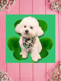 St Pats Shamrock Pups-Baby bandana and Mama Scrunchie